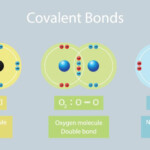 Covalent Bond Biology Dictionary
